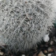 Photo of a cactus currently being identified