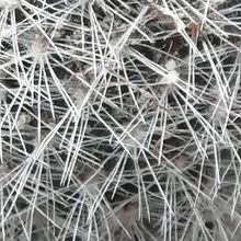 Photo of a cactus currently being identified
