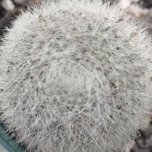 Photo of a cactus currently being identified