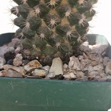 Foto de un cactus que se está identificando actualmente
