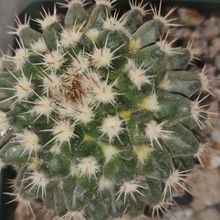 Foto de un cactus que se está identificando actualmente