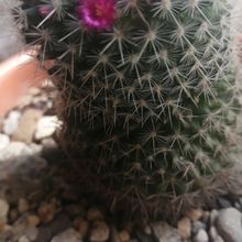 A photo of Mammillaria albilanata ssp. albilanata