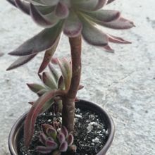 A photo of Echeveria harmsii  
