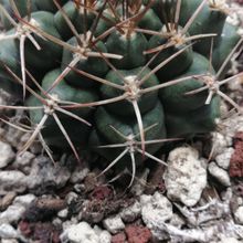 A photo of Gymnocalycium schickendantzii