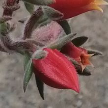 A photo of Echeveria harmsii  