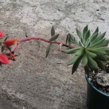 A photo of Echeveria harmsii  