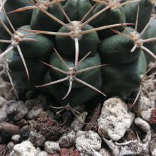 A photo of Gymnocalycium schickendantzii