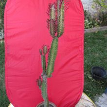 A photo of Euphorbia trigona var. rubra