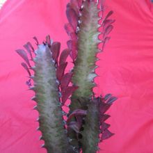 A photo of Euphorbia trigona var. rubra