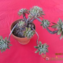 Una foto de Echeveria X Set oliver (E. setosa x E. harmsii) (Hibrido)