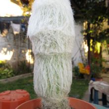 Una foto de Espostoa frutescens