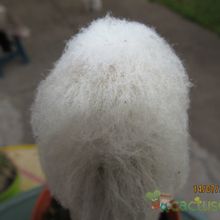 Una foto de Espostoa frutescens