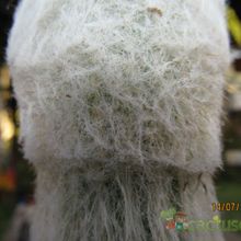 Una foto de Espostoa frutescens