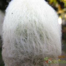 Una foto de Espostoa frutescens