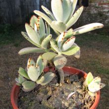 A photo of Kalanchoe tomentosa