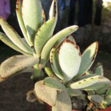 A photo of Kalanchoe tomentosa