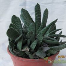 Una foto de Gasteria obliqua
