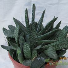 Una foto de Gasteria obliqua