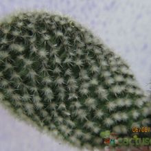 Una foto de Opuntia microdasys fma. albispina