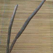 A photo of Cereus spegazzinii