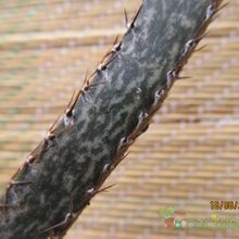 A photo of Cereus spegazzinii