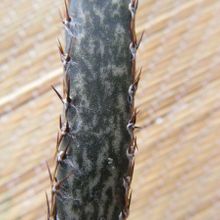 A photo of Cereus spegazzinii