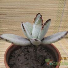 A photo of Kalanchoe tomentosa