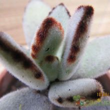 A photo of Kalanchoe tomentosa