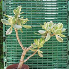Una foto de Crassula ovata fma. variegada