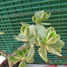 Una foto de Crassula ovata fma. variegada