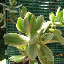 Una foto de Crassula ovata fma. variegada