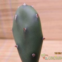 Una foto de Opuntia canterae