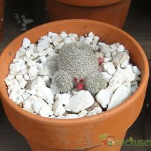 Una foto de Rebutia heliosa x pulvinosa cv. sunrise (HIBRIDO)