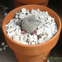 Una foto de Rebutia heliosa x pulvinosa cv. sunrise (HIBRIDO)