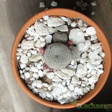 Una foto de Rebutia heliosa x pulvinosa cv. sunrise (HIBRIDO)