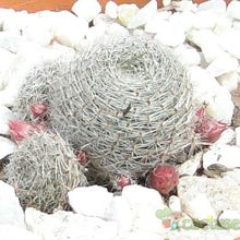 Una foto de Rebutia heliosa x pulvinosa cv. sunrise (HIBRIDO)
