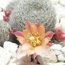 Una foto de Rebutia heliosa x pulvinosa cv. sunrise (HIBRIDO)