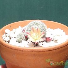 Una foto de Rebutia heliosa x pulvinosa cv. sunrise (HIBRIDO)