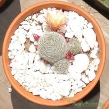 Una foto de Rebutia heliosa x pulvinosa cv. sunrise (HIBRIDO)