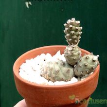 A photo of Tephrocactus articulatus var. oligocanthus