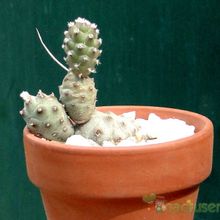 A photo of Tephrocactus articulatus var. oligocanthus