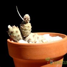 A photo of Tephrocactus articulatus var. oligocanthus