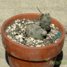 A photo of Tephrocactus articulatus var. oligocanthus