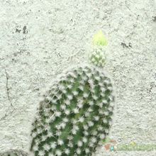 A photo of Opuntia microdasys fma. albispina