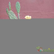 A photo of Opuntia monacantha