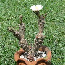 Una foto de Tephrocactus articulatus fma. papyracanthus