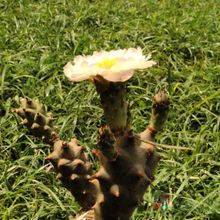 Una foto de Tephrocactus articulatus fma. papyracanthus