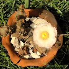Una foto de Tephrocactus articulatus fma. papyracanthus