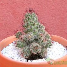 Una foto de Mammillaria mazatlanensis ssp. patonii
