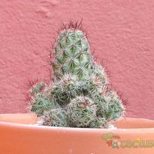 Una foto de Mammillaria mazatlanensis ssp. patonii